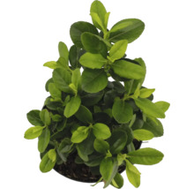 Groenblijvende kardinaalsmuts in pot met groene bladeren.