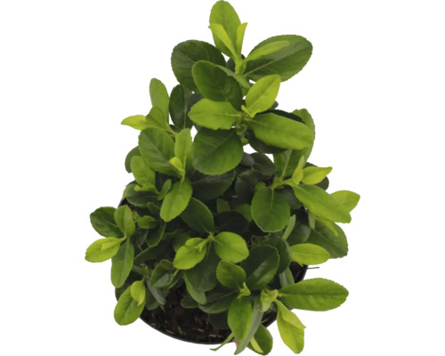 Groenblijvende kardinaalsmuts in pot met groene bladeren.