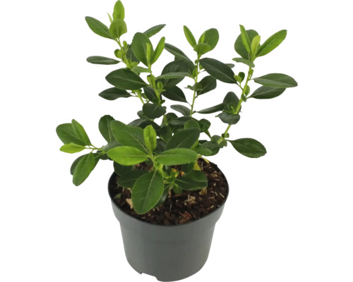 Buxusplant met groene bladeren in pot.