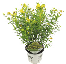 Bloeiende Hypericum plant in een pot
