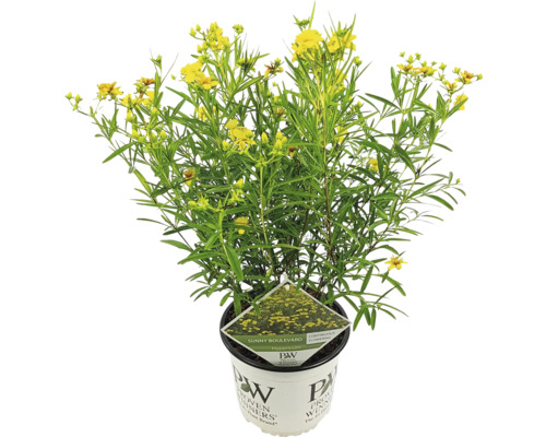 Bloeiende Hypericum plant in een pot