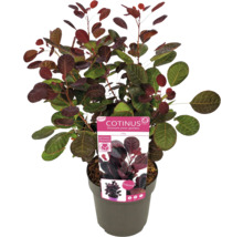 Pruikenboom in pot