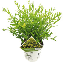 Hypericum plant in pot
