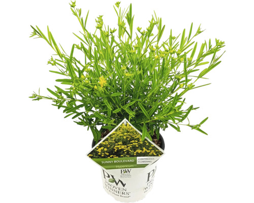 Hypericum plant in pot