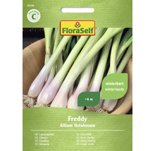FloraSelf Freddy lente-ui zaden, winterhard, circa 4 meter