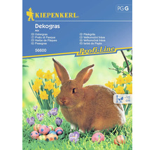 KIEPENKERL Bloemenzaden Paasgras Voor Decoratie 5 st.