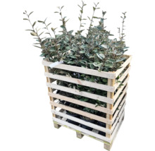 Olijfwilg planten in een houten kist op een pallet