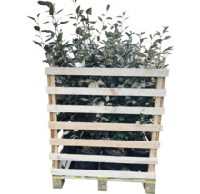 Pallet met olijfwilg planten in pot