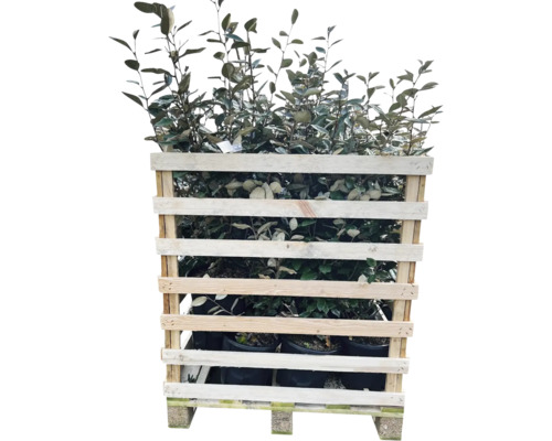 Pallet met olijfwilg planten in pot