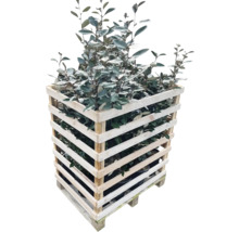 Olijfwilg in houten kooi op een pallet