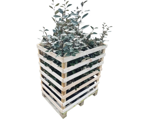 Olijfwilg in houten kooi op een pallet