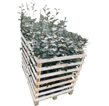 Olijfwilg planten in houten container