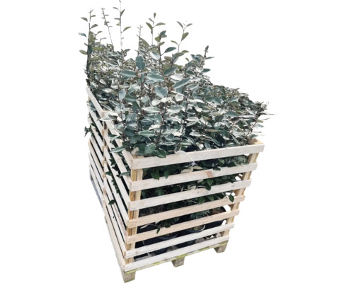 Olijfwilg planten in houten container