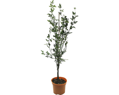 FLORASELF BIO Wilde citroen Poncirus trifoliata potmaat 3 liter H 40-50 cm Citroenboom in pot