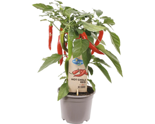 FLORASELF Chilipeper rood snack Capsicum annuum potmaat Ø 14 cm H 20-22 cm Hot Chili Red plant in pot