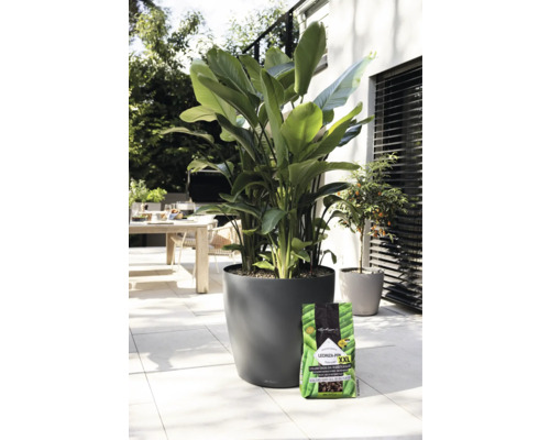 Buitenscène met een grootbladige plant in een ronde plantenbak en een verpakking potgrond