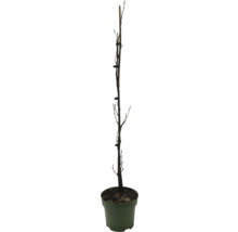 Boom in een pot