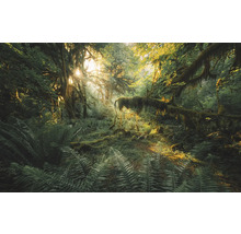 Bosscène met bomen, varens en zonlicht