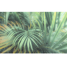 Close-up van tropische palmbladeren