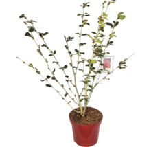 Sierstruik in een pot