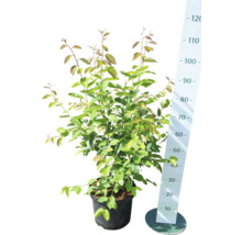 Sierappel in pot met maatindicatie