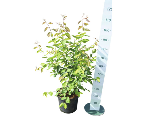 Sierappel in pot met maatindicatie