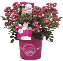 Rosy Boom Mini roos in pot voor terras en balkon