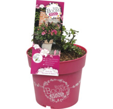 FLORASELF Struikroos Rosa Rosy Boom Mini potmaat 6,5 liter H 10-30 cm