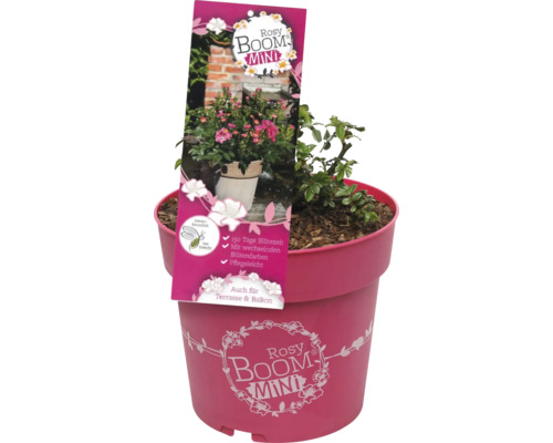 Rosy Boom Mini plant in pot