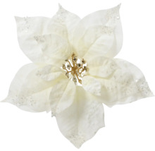 Decoratieve witte kerststerbloem
