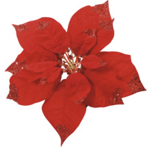 Decoratieve rode kerststerbloem