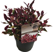 Leucothoe 'Firestar' in pot