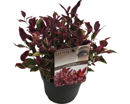 Leucothoe 'Firestar' in pot