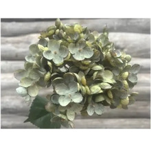 Close-up van hortensiabloem