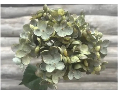 Close-up van hortensiabloem