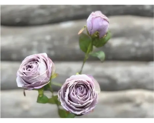 Close-up van drie paarse rozen met stengel en bladeren