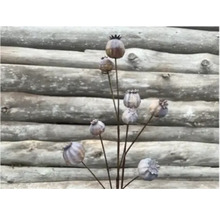 Decoratieve papaverbollen voor de tuin als plantenstekers