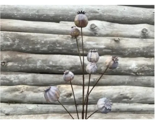 Decoratieve papaverbollen voor de tuin als plantenstekers