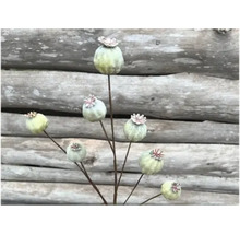 Decoratieve papaverbollen op stelen voor een houten wand