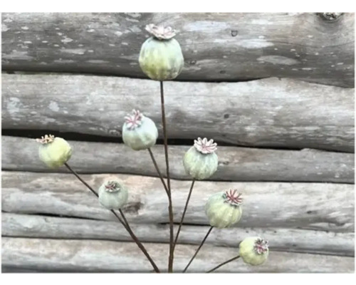 Decoratieve papaverbollen op stelen voor een houten wand