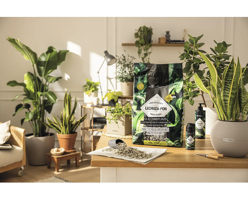 Plantenopstelling met Lechuza Pon plantensubstraat voor kamerplanten