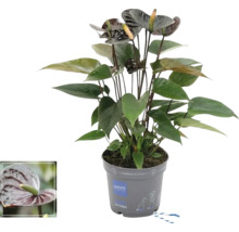 Anthurium in pot, kamerplant