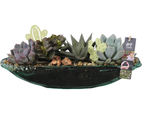 FLORASELF Arrangement Vetplant in schaal glas Succulent potmaat Ø 40 cm H 17 cm Vetplantenarrangement in een donkere schaal met decoraties en PT Creations Logo.
