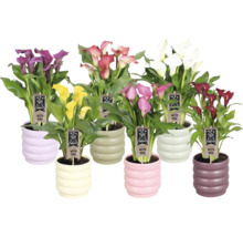 Meerkleurige Zantedeschia planten in potten