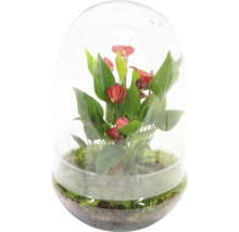 Anthurium in een glazen plantenbak