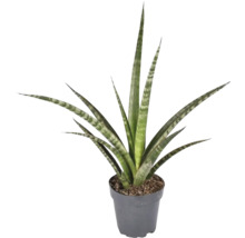 FLORASELF Vrouwentong Sansevieria Megan potmaat Ø 12 cm H 30 cm-thumb-0 FLORASELF Vrouwentong Sansevieria Megan potmaat Ø 12 cm H 30 cm-thumb-0