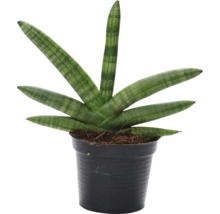 Sansevieria cylindrica in een zwarte pot