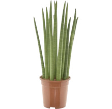 Kamerplant Sansevieria in een pot