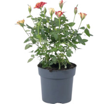 Rozenstruik in pot met veelkleurige bloemen