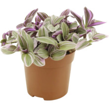 Tradescantia kamerplant in pot
